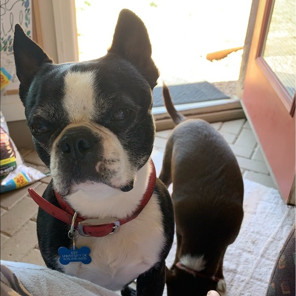 My fur babies and others. Lol. - Picture 13 of 15